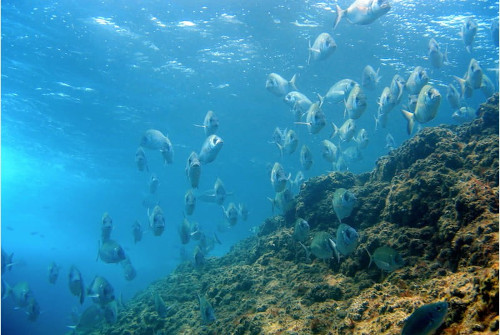 ALTRI PESCI DEL MAR LIGURE