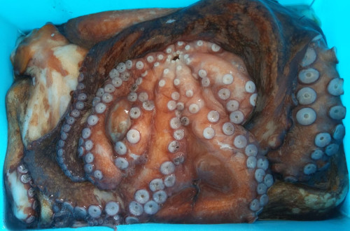 CEFALOPODI